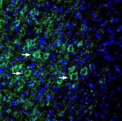 Anti-EphA6 (extracellular) Antibody