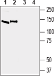 EphA6 (extracellular) Blocking Peptide