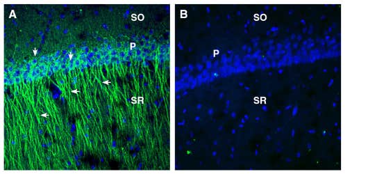 Anti-EphA2 (extracellular) Antibody