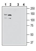 EphA2 (extracellular) Blocking Peptide