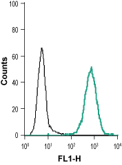 Anti-EphB1 (extracellular) Antibody