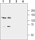 Anti-EphB1 (extracellular) Antibody