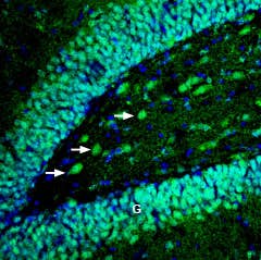 Anti-EphB4 (extracellular) Antibody