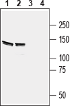 EphB4 (extracellular) Blocking Peptide