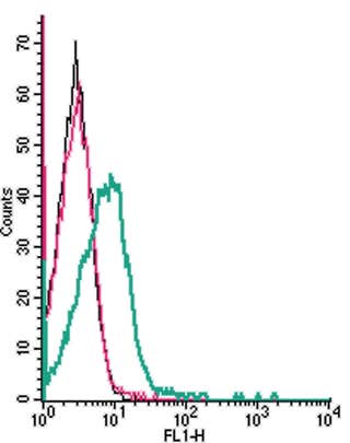 Anti-Ephrin-A1 (extracellular) Antibody