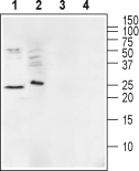 Ephrin-A1 (extracellular) Blocking Peptide