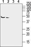 Anti-Ephrin-A2 (extracellular) Antibody - Carrier Free