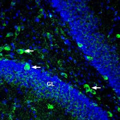 Anti-Ephrin-A5 (extracellular) Antibody