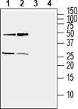 Anti-Ephrin-A5 (extracellular) Antibody - Carrier Free