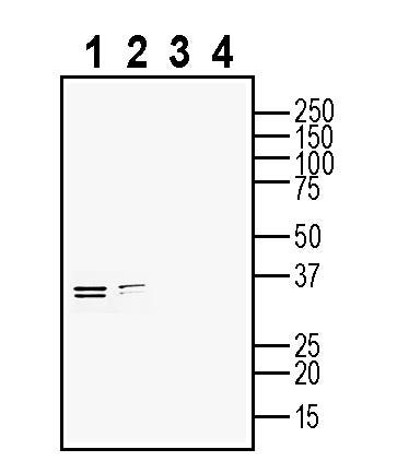 Ephrin-B2 (extracellular) Blocking Peptide