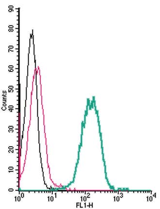 Anti-EphA4 (extracellular) Antibody