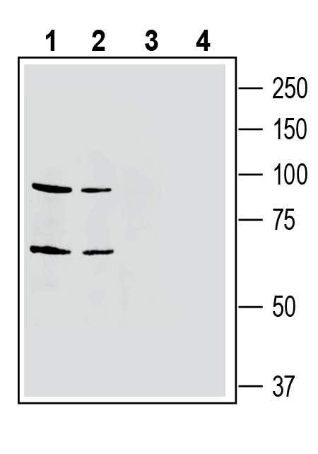Anti-EphA4 (extracellular) Antibody - Carrier Free