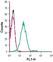 Anti-GPER1/GPR30 (extracellular) Antibody