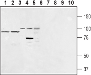 EMR1/ADGRE1 (extracellular) Blocking Peptide