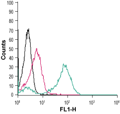 Anti-Human CD97/ADGRE5 (extracellular) Antibody
