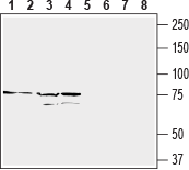 Anti-Human CD97/ADGRE5 (extracellular) Antibody