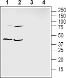 Ephrin-B1 (extracellular) Blocking Peptide
