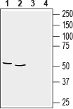 GFAP Blocking Peptide
