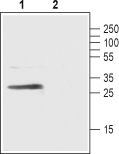 GPR40/FFAR1 (extracellular) Blocking Peptide