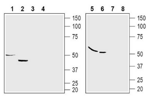 GPR120/FFAR4 (extracellular) Blocking Peptide