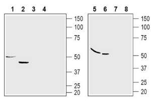 GPR120/FFAR4 (extracellular) Blocking Peptide