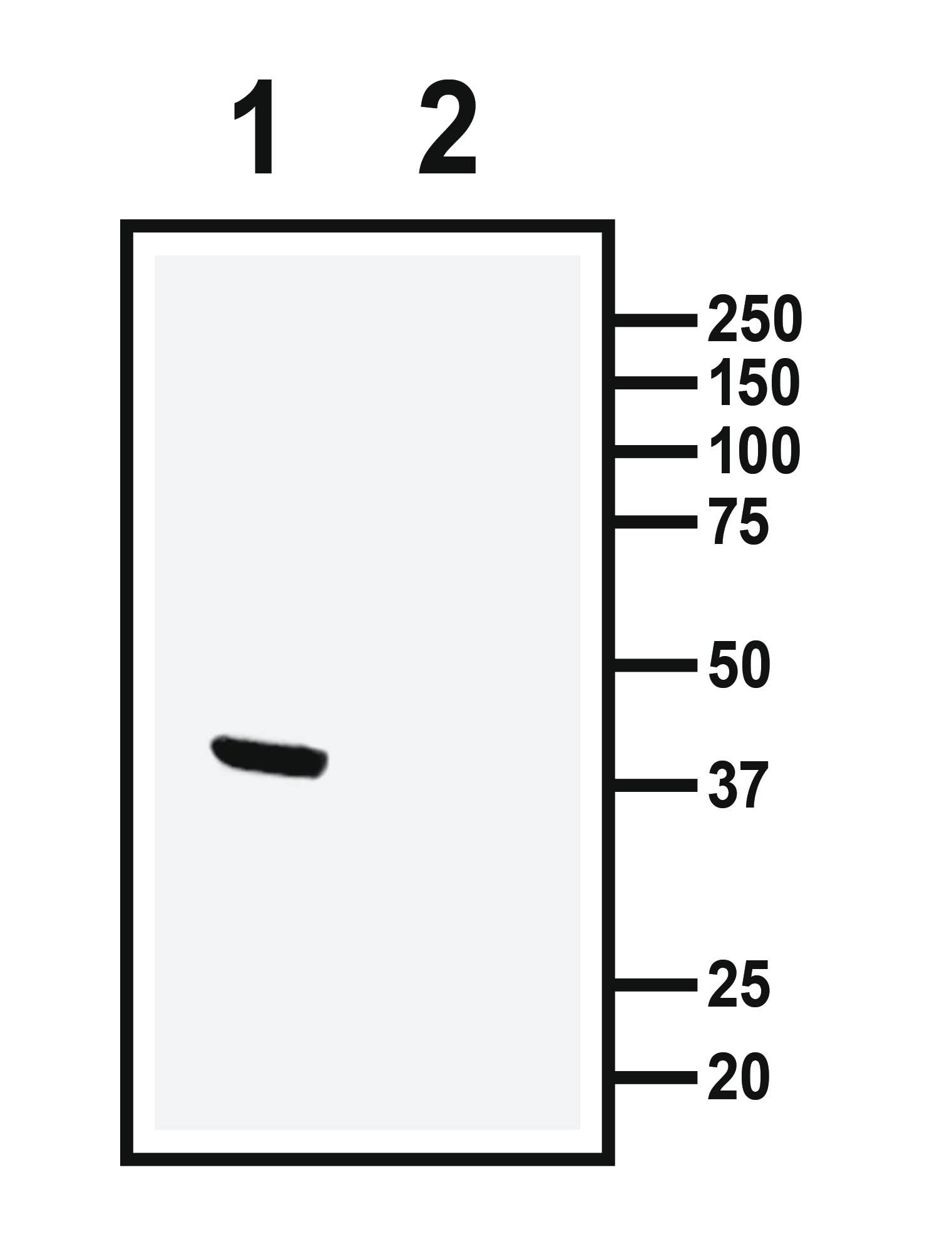 GPR41/FFAR3 (extracellular) Blocking Peptide