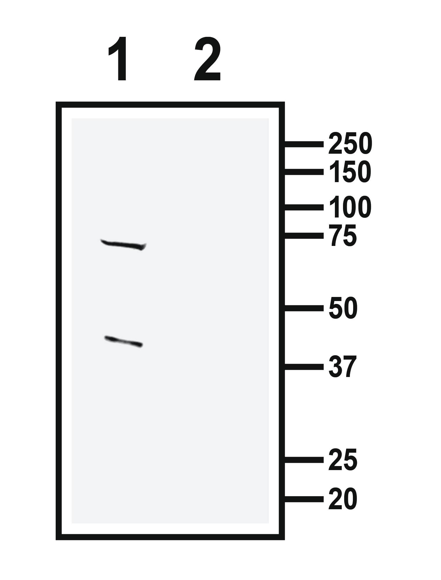 GPR41/FFAR3 (extracellular) Blocking Peptide