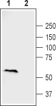 Frizzled-2/FZD2 (extracellular) Blocking Peptide