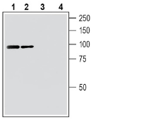 Frizzled-3 (FZD3) Blocking Peptide