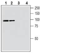 Frizzled-3 (FZD3) Blocking Peptide