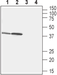 GPR43/FFAR2 Blocking Peptide
