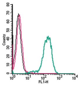Anti-Frizzled-1 (FZD1) (extracellular) Antibody
