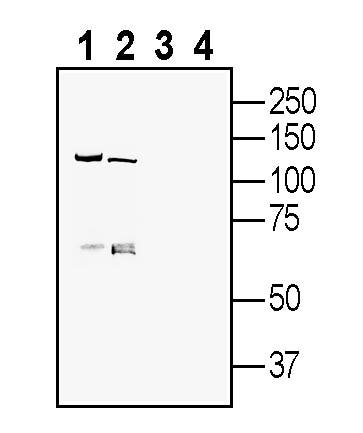 Anti-FLRT3 (extracellular) Antibody - Carrier Free