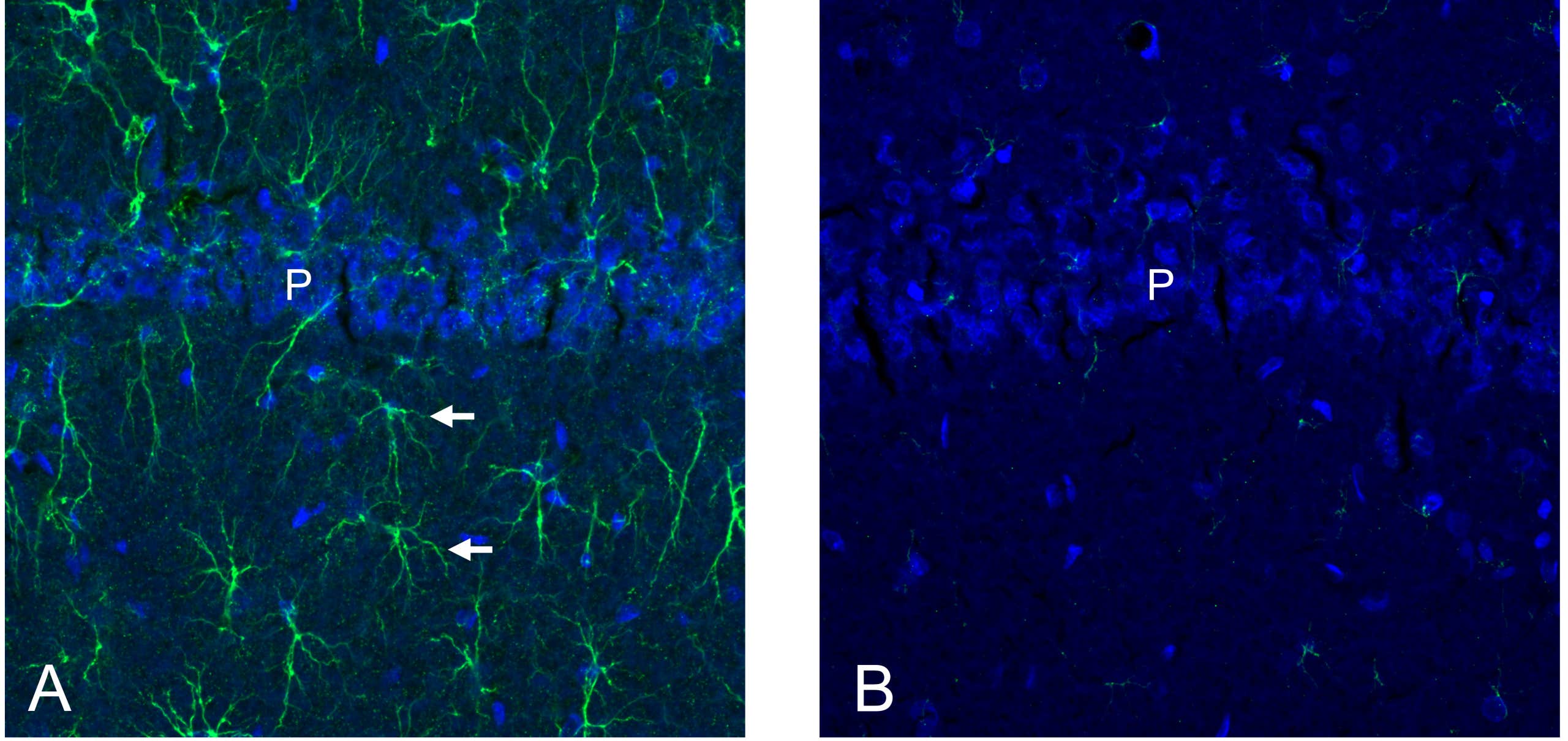 Anti-SLC19A3 Antibody