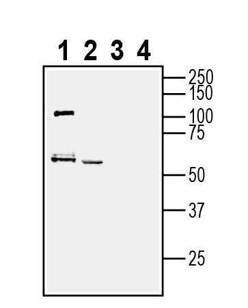 Anti-SLC19A3 Antibody - Carrier Free