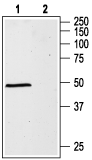 GABA(A) α1 Receptor (extracellular) Blocking Peptide