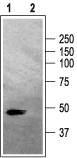 Anti-GABA(A) α2 Receptor Antibody - Carrier Free