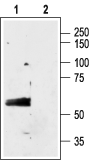 GABA(A) α3 Receptor (extracellular) Blocking Peptide