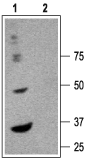 GABA(A) α6 Receptor (extracellular) Blocking Peptide