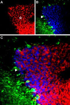 Anti-GABA(A) α6 Receptor (extracellular) Antibody