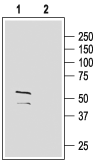 GABA(A) γ2 Receptor (extracellular) Blocking Peptide
