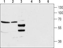 GABA(A) α4 Receptor (extracellular) Blocking Peptide