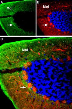 Anti-GABA(A) α4 Receptor (extracellular) Antibody