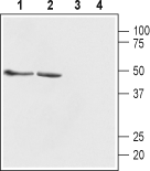 Anti-GABA(A) β1 Receptor Antibody - Carrier Free