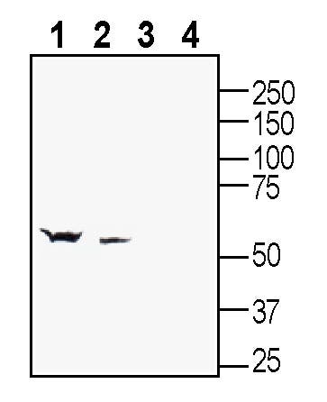 GABA(A) β2 Receptor Blocking Peptide