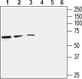 GABA(A) β3 Receptor Blocking Peptide