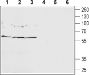 Anti-GABA(A) δ Receptor (extracellular) Antibody - Carrier Free