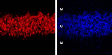 Anti-GABA(A) δ Receptor (extracellular) Antibody