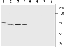 GABA(A) ε Receptor/GABRE (extracellular) Blocking Peptide