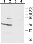 Anti-GABA(A) γ1 Receptor Antibody - Carrier Free